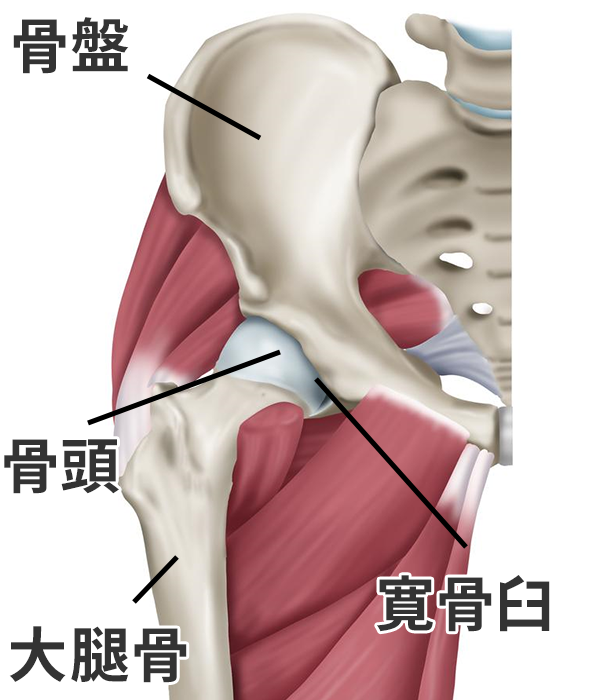 変形性股関節症