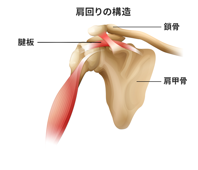 肩の痛みの原因